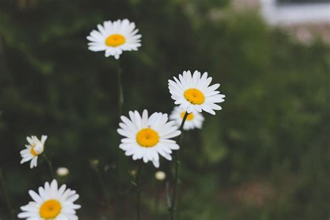 種櫻花|櫻花種植盆栽指南：酸鹼度、日照條件、落葉季節全攻。